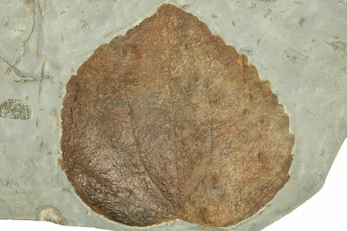 Fossil Leaf (Trochodendroides) - Montana #210984